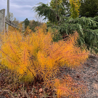 Amsonia hubrichtii