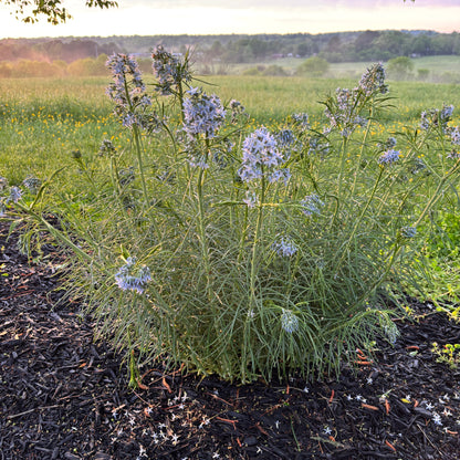 Amsonia hubrichtii