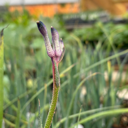 Anigozanthos 'Masquerade'