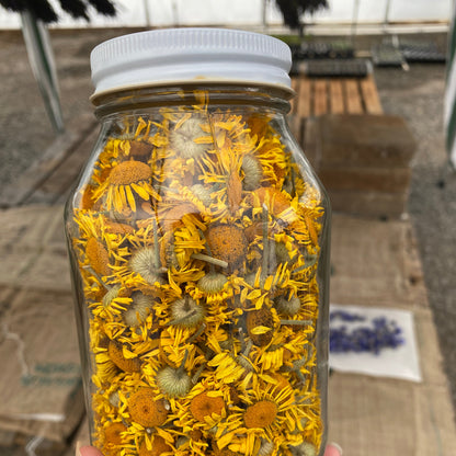 Anthemis tinctoria