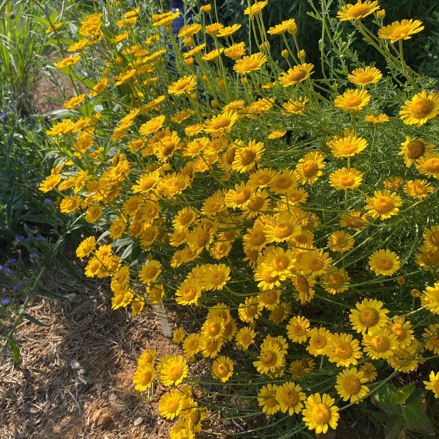 Anthemis tinctoria