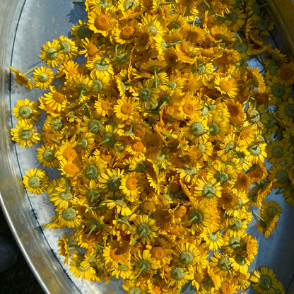 Anthemis tinctoria