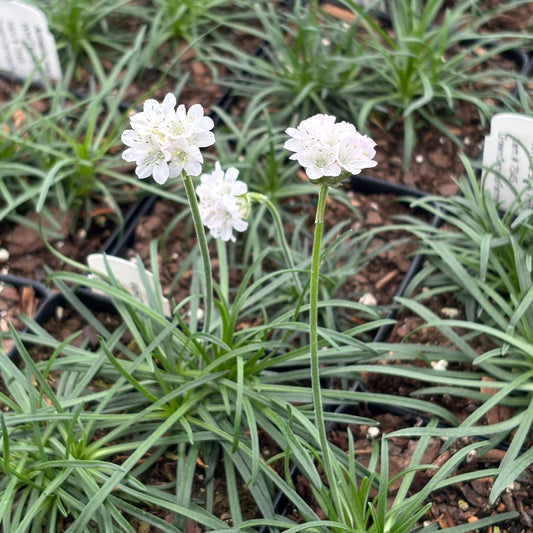 Armeria maritima 'Alba'