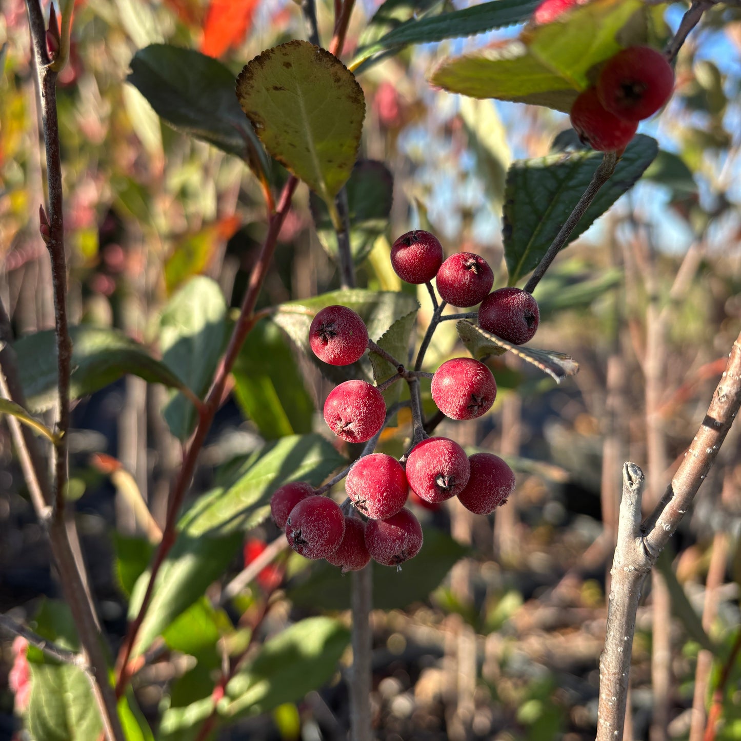 Aronia arbutifolia
