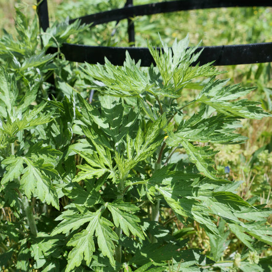 Artemisia princeps