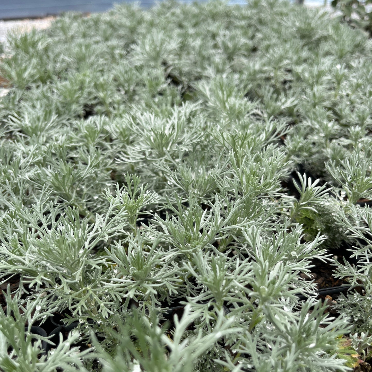 closeup of the foliage of silver mound wormwood