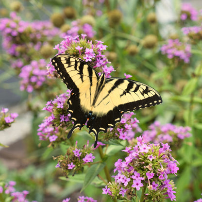 Phlox paniculata 'Jeana'