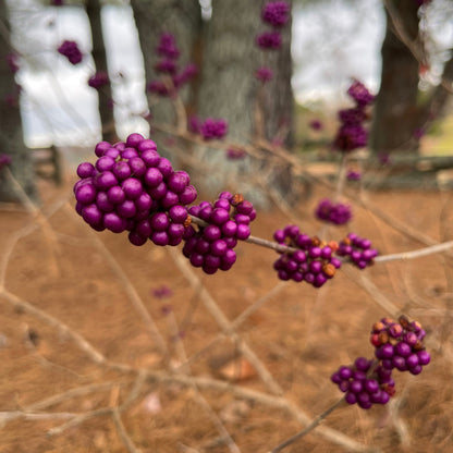 Callicarpa americana - American Beautyberry