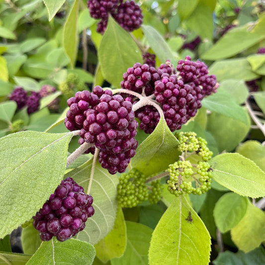 Callicarpa acuminata