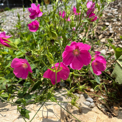 Callirhoe bushii - Bush's Poppy Mallow