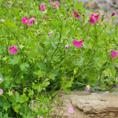 Callirhoe bushii