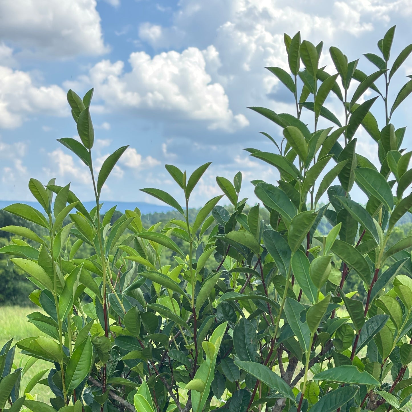 Camellia sinensis 'Fairhope Select'