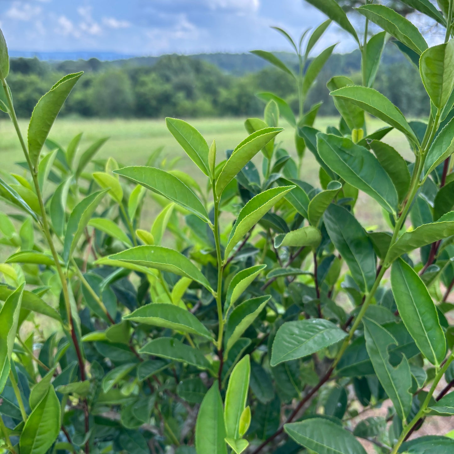 Camellia sinensis 'Fairhope Select'