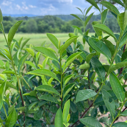 Camellia sinensis 'Fairhope Select'