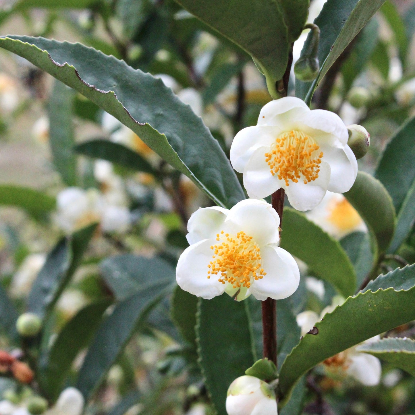 Camellia sinensis 'Fairhope Select'
