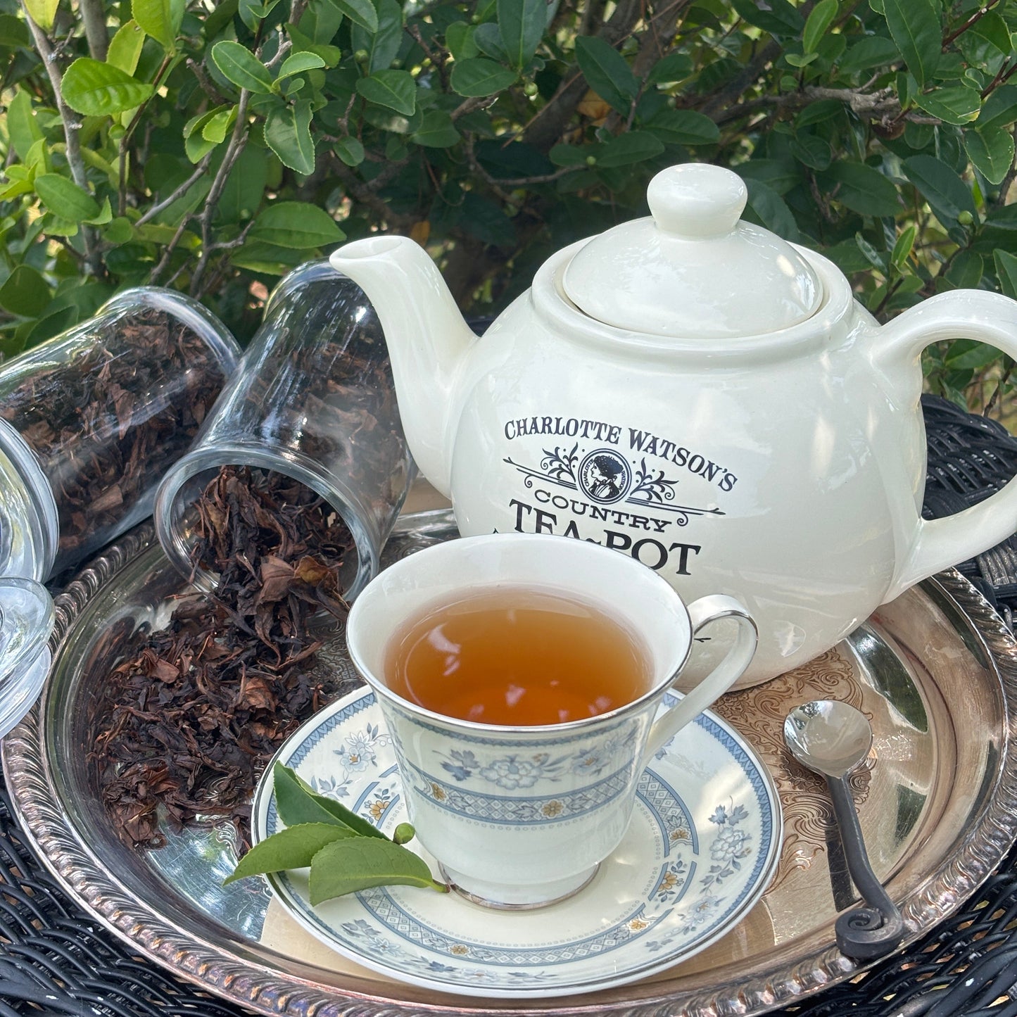 Camellia sinensis 'Fairhope Select'