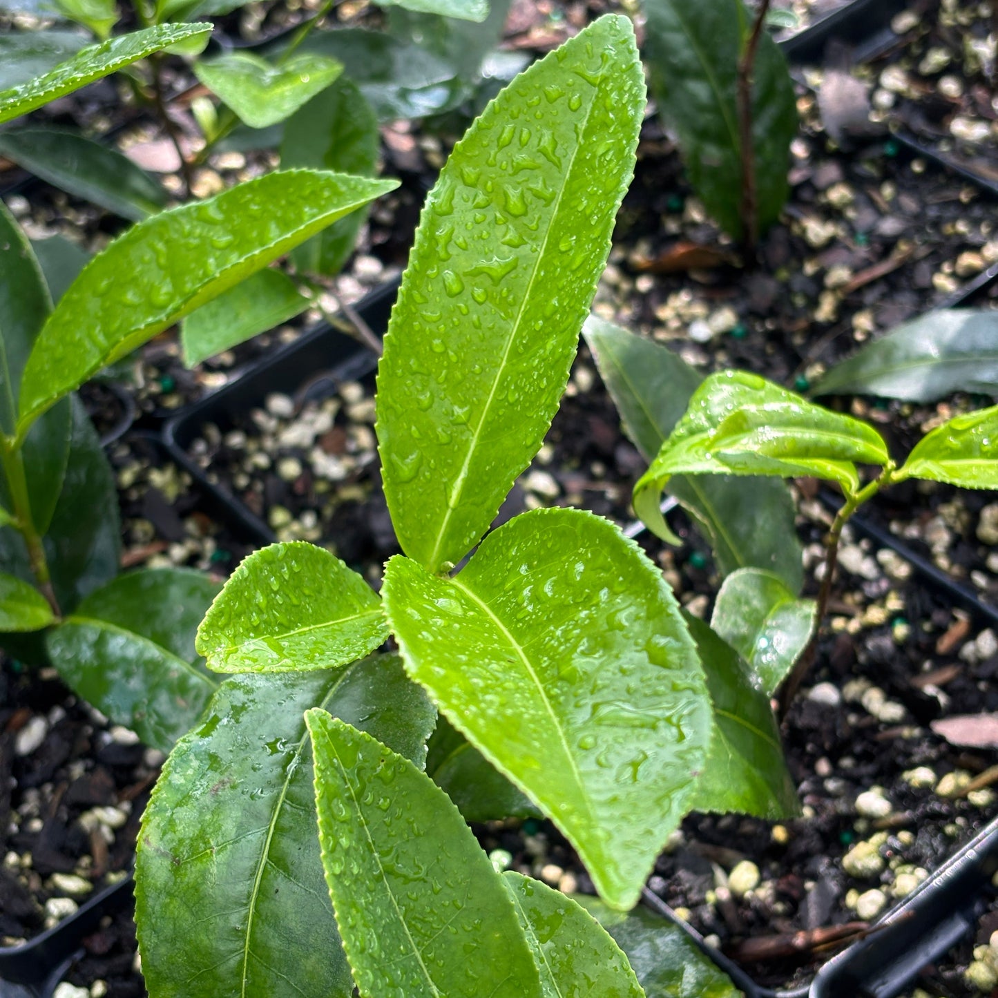 Camellia sinensis 'Super Sochi'