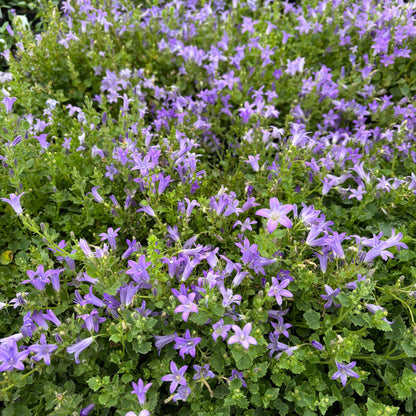 Campanula portenschlagiana