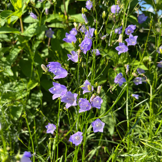 closeup of harebell flowers