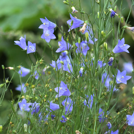 Bluebell flowers in a natural setting with green leaves.