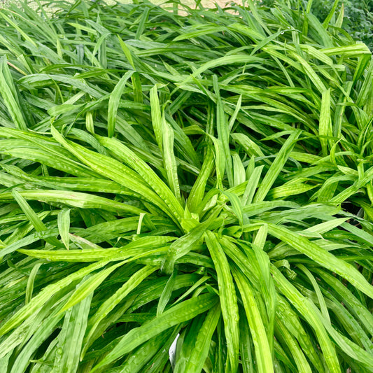 Carex plantaginea