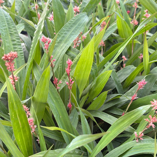 Carex scaposa