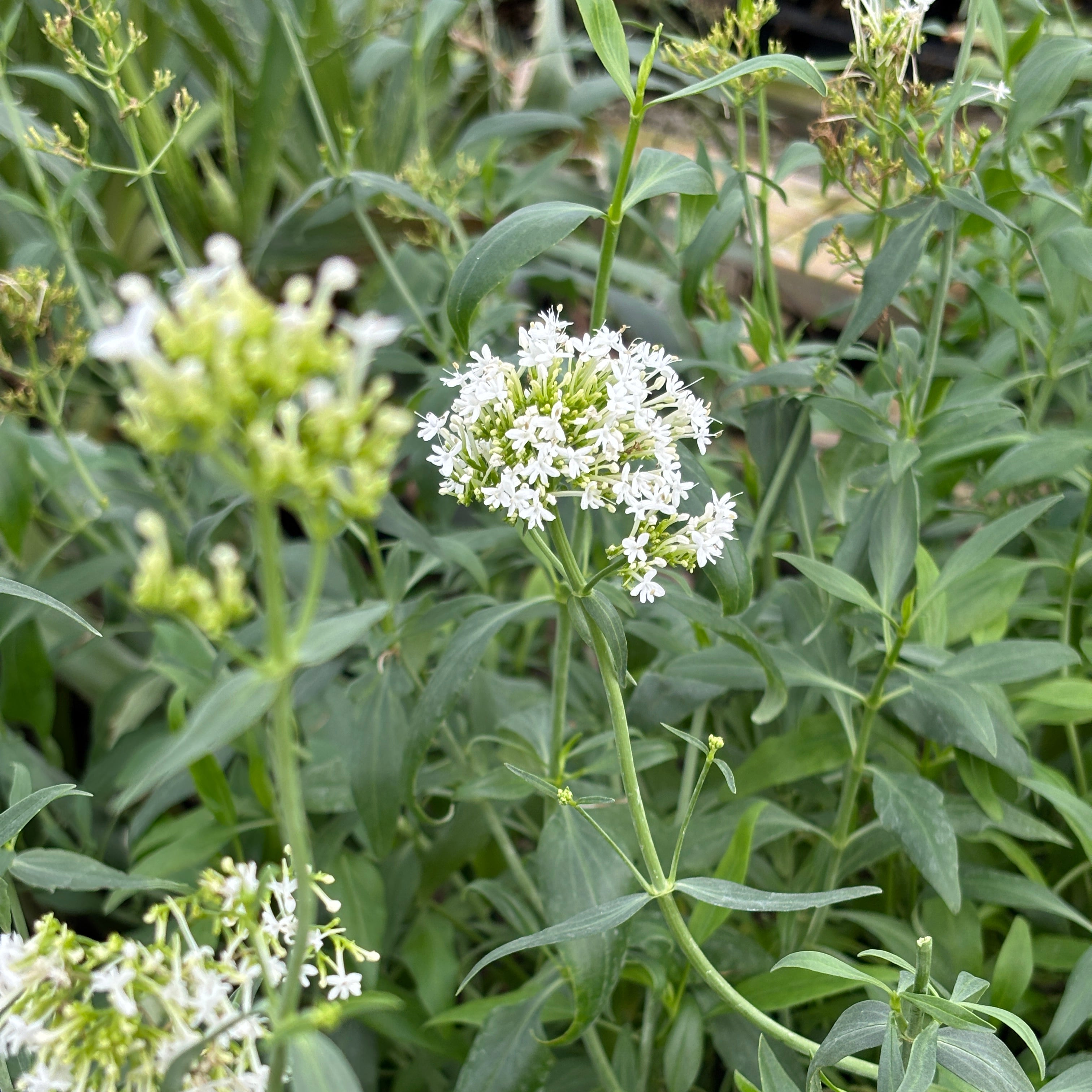 White Red Valerian Plant for Sale - Centranthus ruber 'Albus' – Green ...