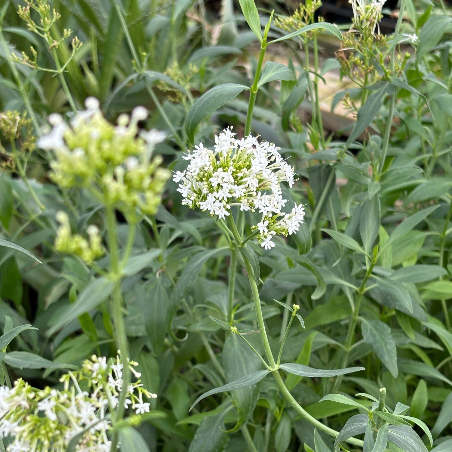 Centranthus ruber 'Albus'