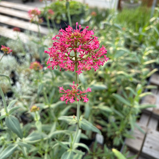 Centranthus ruber
