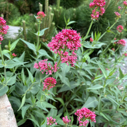 Centranthus ruber