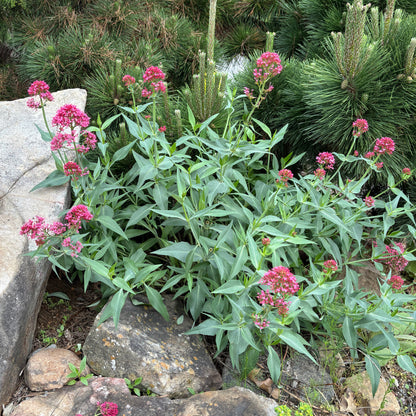 Centranthus ruber