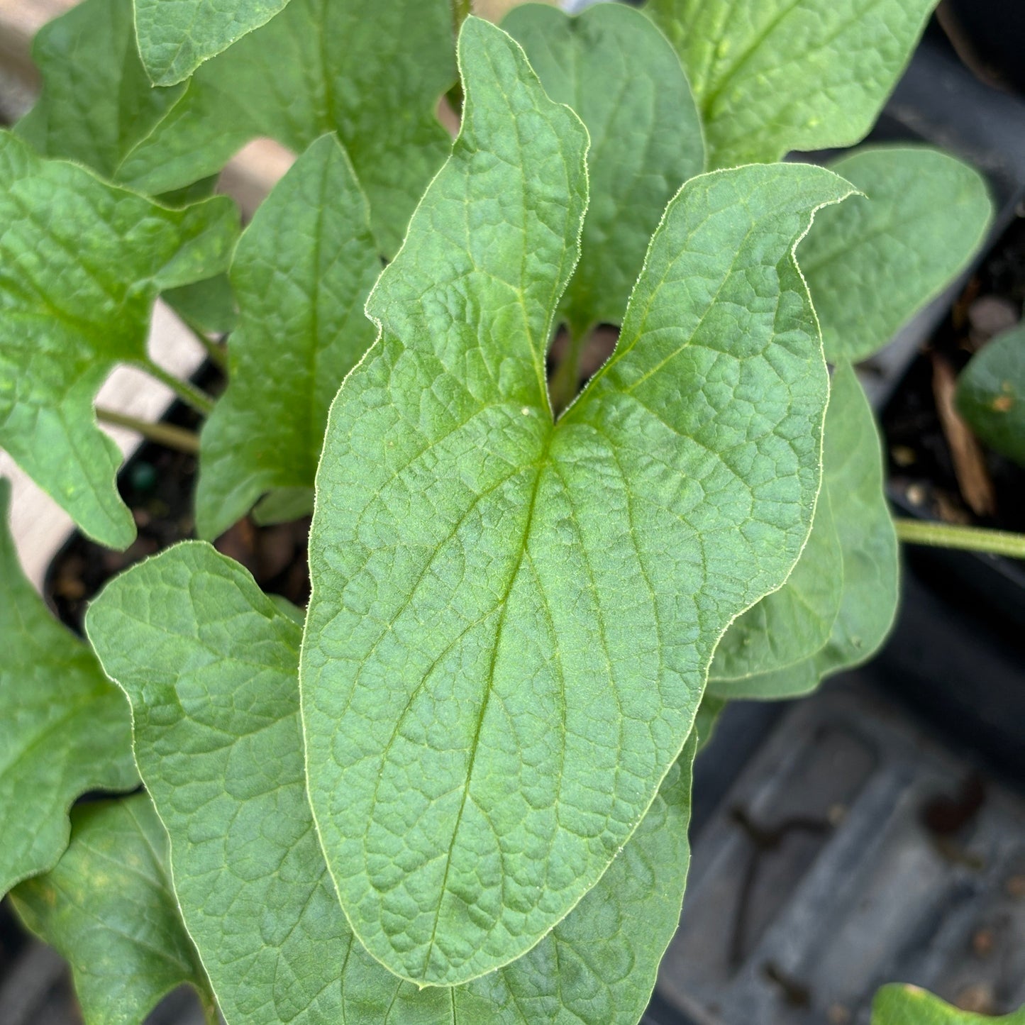 Chenopodium bonus-henricus