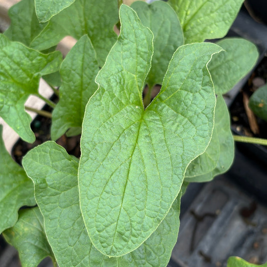 Chenopodium bonus-henricus
