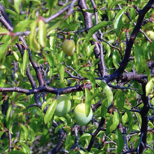 Prunus angustifolia