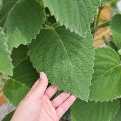 Coleus bellus 'Mt. Carbine'