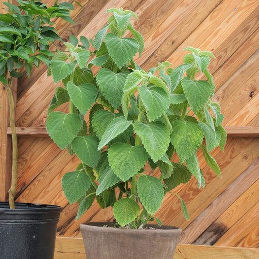 Coleus bellus 'Mt. Carbine'