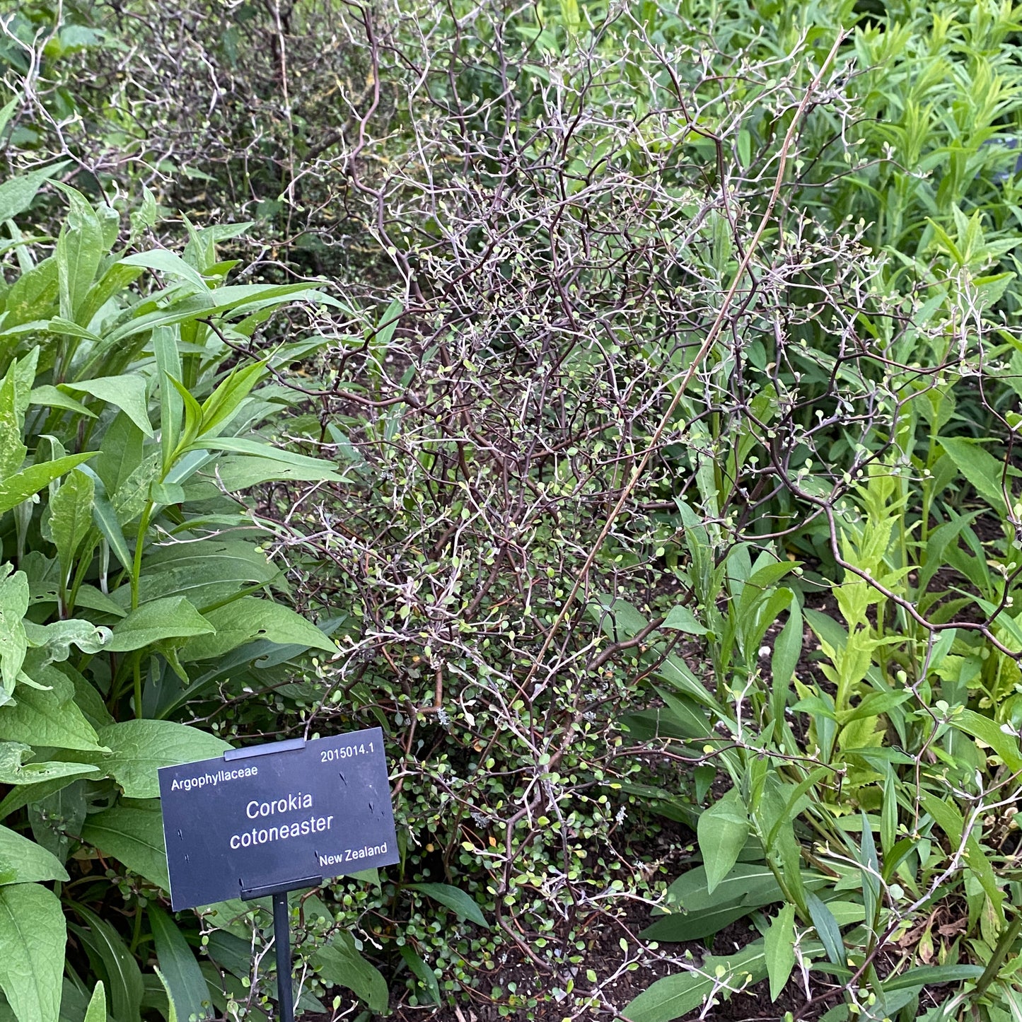 Corokia cotoneaster