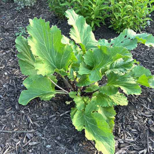 Crambe cordifolia