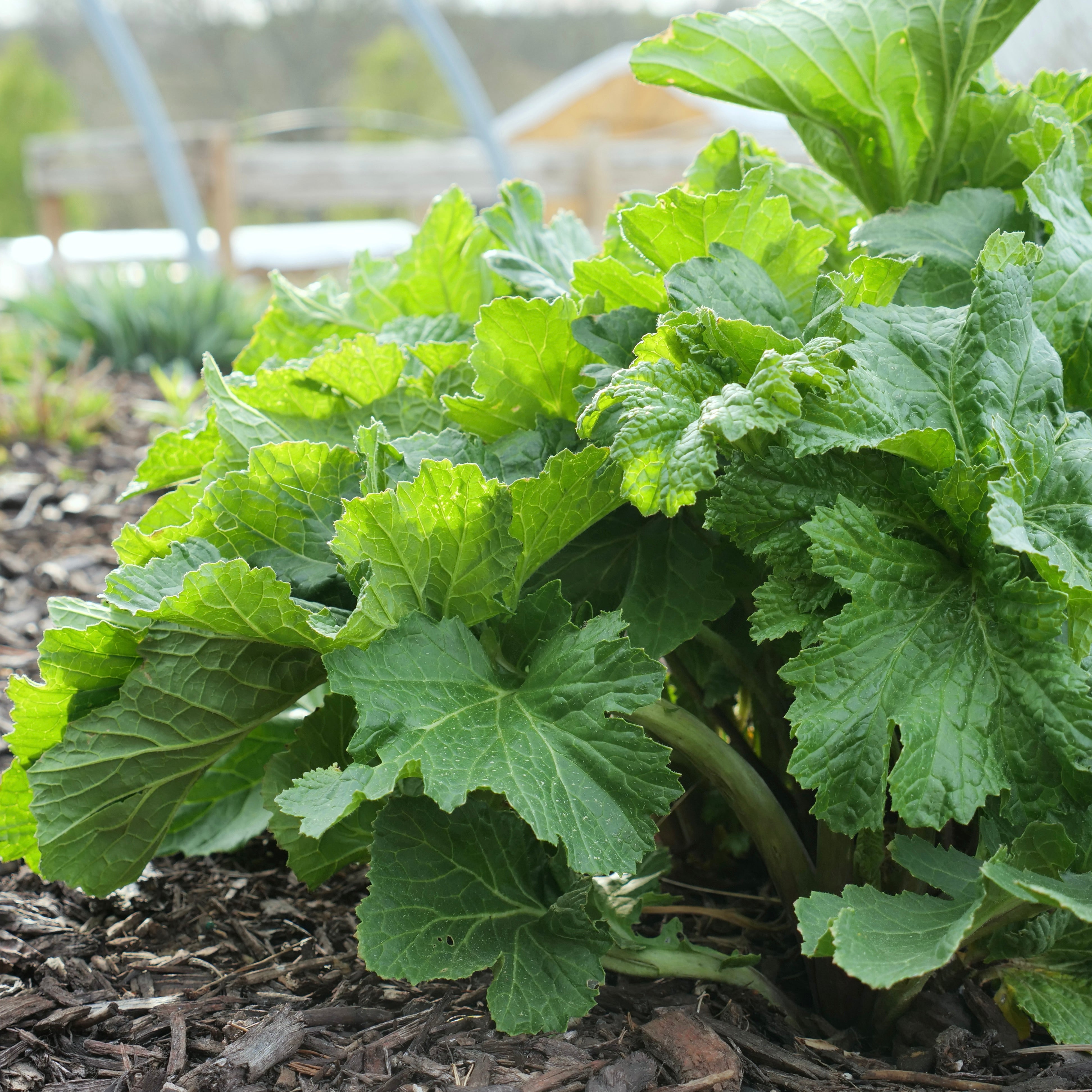 Greater Sea Kale, Colewort Plant for Sale - Crambe cordifolia – Green ...