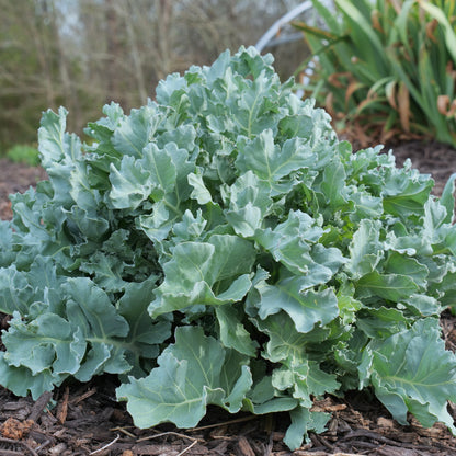 Crambe maritima