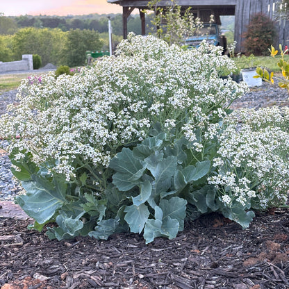 Crambe maritima
