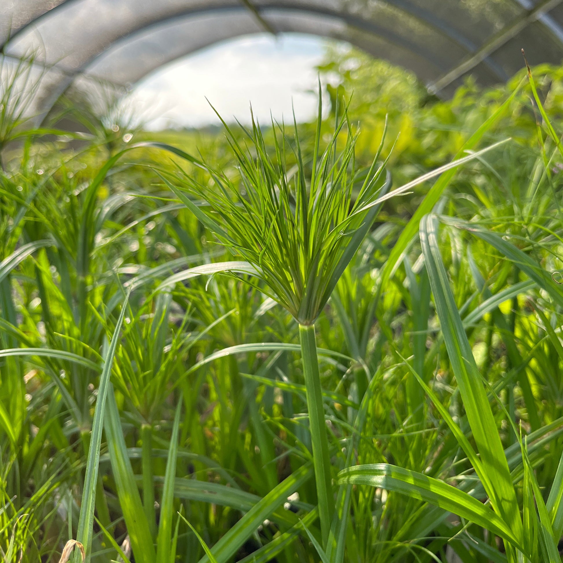 papyrus indoor plant Dwarf Papyrus Plant for Sale