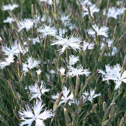 Dianthus arenarius