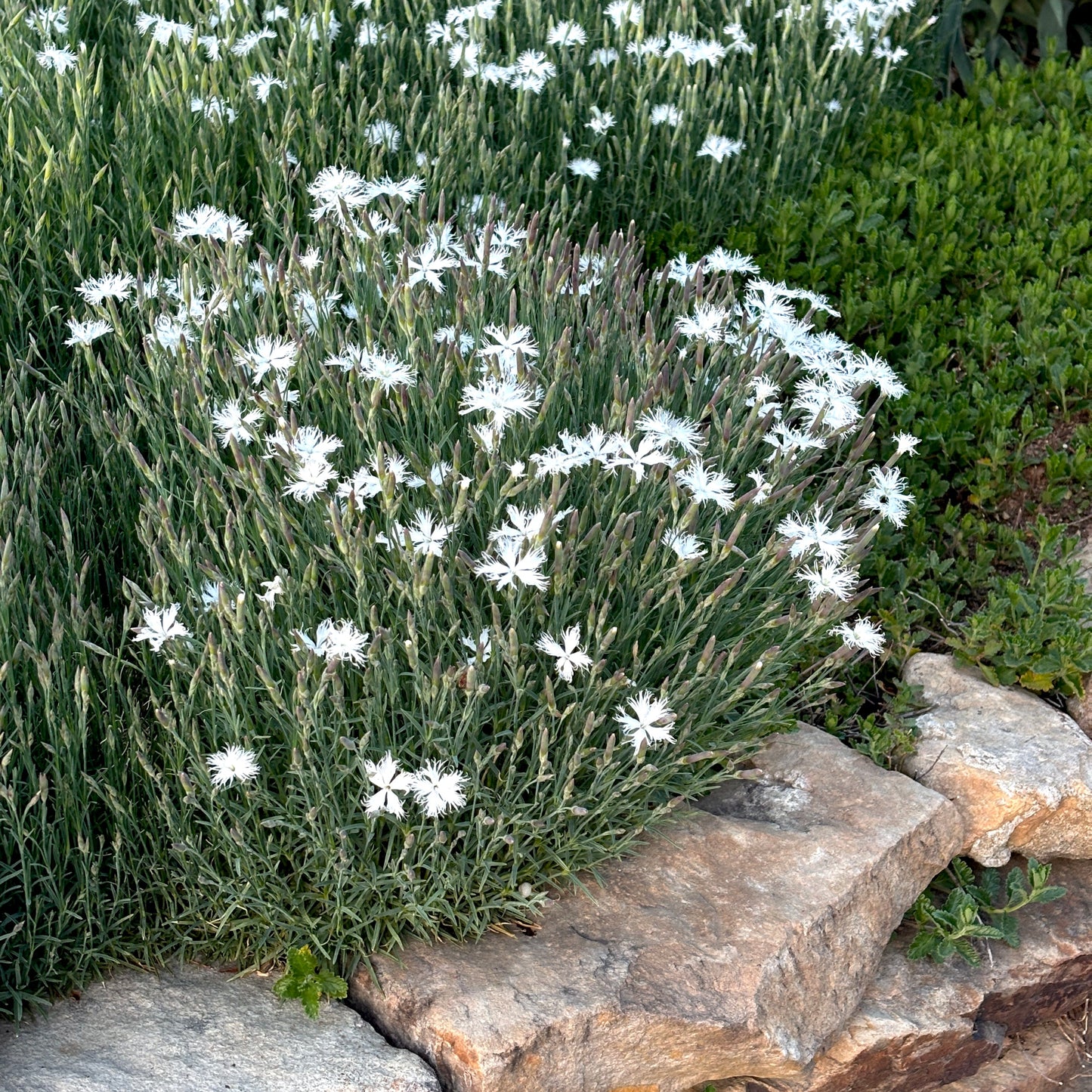 White flowers growing among rocks and greenery