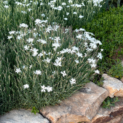 White flowers growing among rocks and greenery