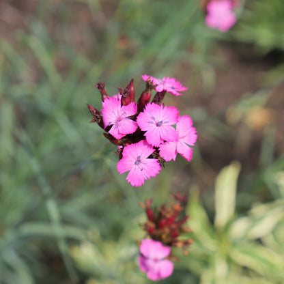Pink flowers with green leaves on a blurred natural background