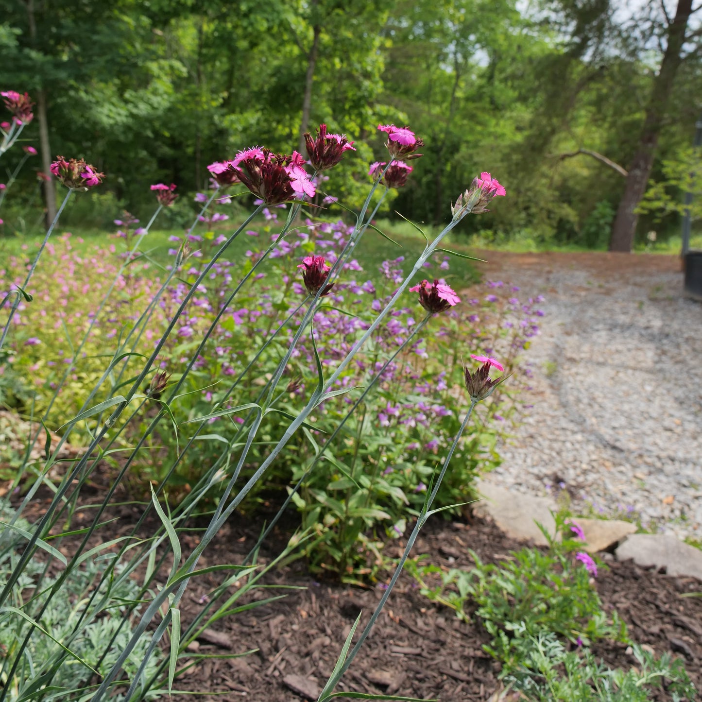 Pink flowers in a garden with a gravel path and trees in the background