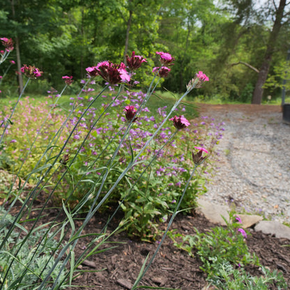 Pink flowers in a garden with a gravel path and trees in the background