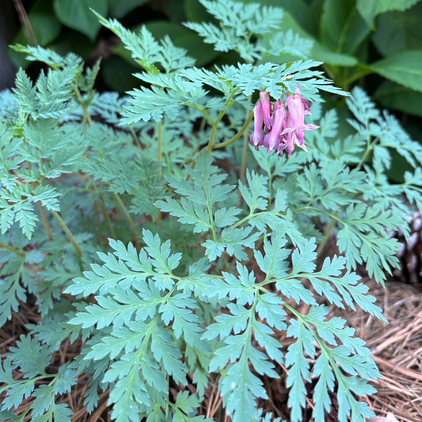 Dicentra eximia
