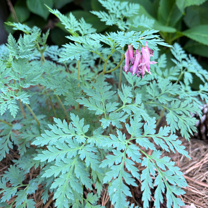 Dicentra eximia